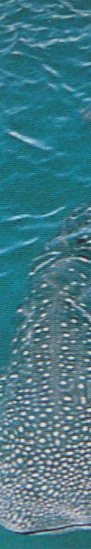 Walhaischnorcheln in Exmouth